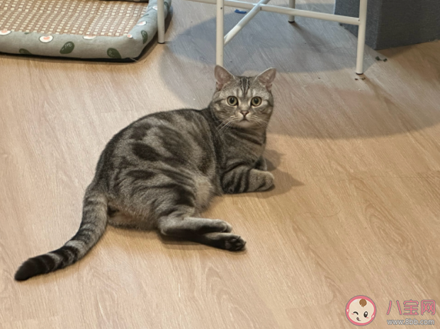 貓狗絕育壞人表演一次幾十元 帶貓咪狗狗絕育會(huì)被記仇嗎 貓狗絕育壞人表演一次幾十元 帶貓咪狗狗絕育會(huì)被記仇嗎