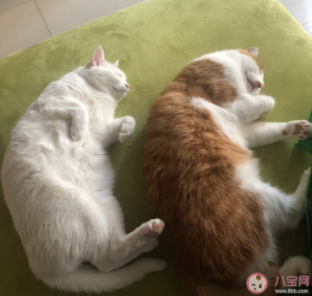 貓狗絕育壞人表演一次幾十元 帶貓咪狗狗絕育會(huì)被記仇嗎 貓狗絕育壞人表演一次幾十元 帶貓咪狗狗絕育會(huì)被記仇嗎