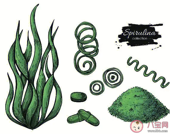 以下哪種海洋植物以其螺旋狀的外觀和纏繞性生長而聞名 神奇海洋7月27日答案 以下哪種海洋植物以其螺旋狀的外觀和纏繞性生長而聞名 神奇海洋7月27日答案