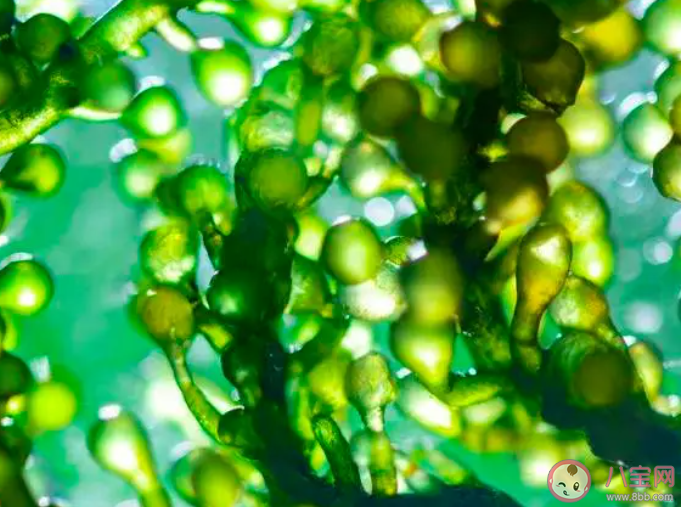 以下哪種海洋植物以其螺旋狀的外觀和纏繞性生長而聞名 神奇海洋7月27日答案 以下哪種海洋植物以其螺旋狀的外觀和纏繞性生長而聞名 神奇海洋7月27日答案