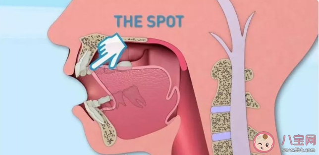 舌頭的正確擺放位置在哪 如何保護我們的舌頭