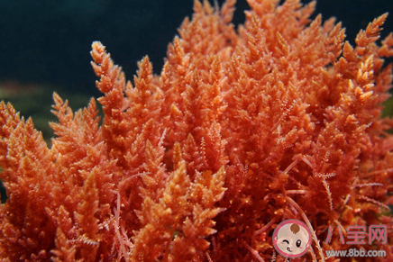 以下哪種海洋生物具有紅色的葉狀體 神奇海洋7月28日答案