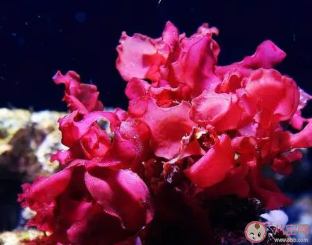 以下哪種海洋生物具有紅色的葉狀體 神奇海洋7月28日答案