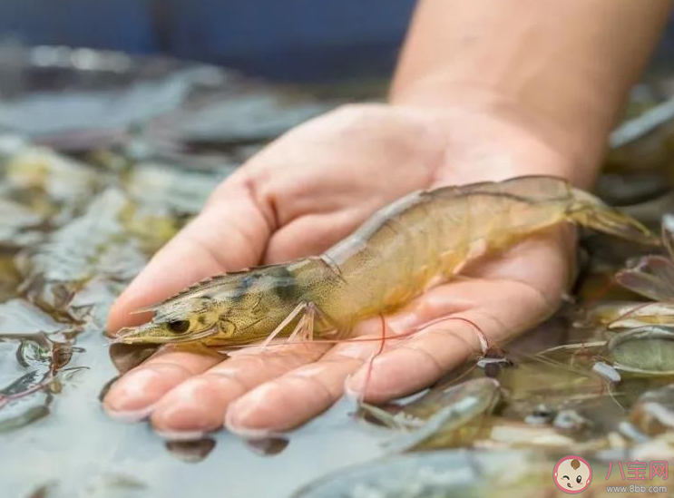 對蝦降價約25%是什么原因 全球蝦價嚴重跳水是怎么回事 對蝦降價約25%是什么原因 全球蝦價嚴重跳水是怎么回事