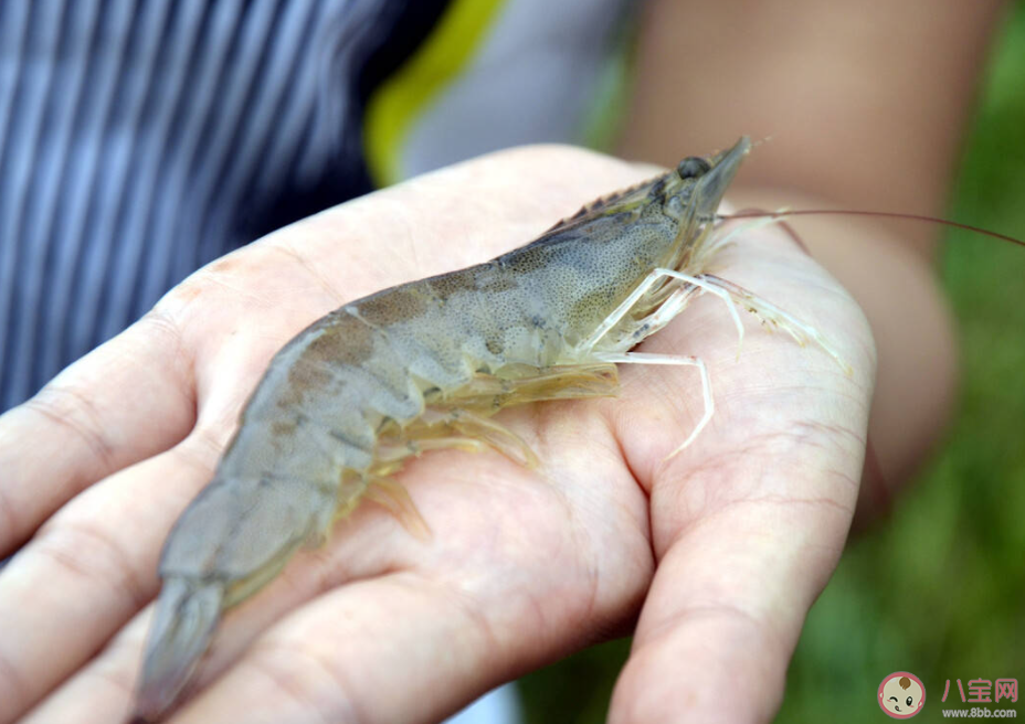 對蝦降價約25%是什么原因 全球蝦價嚴重跳水是怎么回事 對蝦降價約25%是什么原因 全球蝦價嚴重跳水是怎么回事