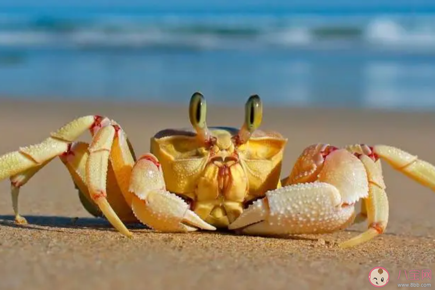 以下哪個是古人對螃蟹的別稱 螞蟻莊園8月1日答案介紹 以下哪個是古人對螃蟹的別稱 螞蟻莊園8月1日答案介紹