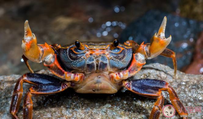 螞蟻莊園以下哪個是古人對螃蟹的別稱 8月1日答案介紹 螞蟻莊園以下哪個是古人對螃蟹的別稱 8月1日答案介紹
