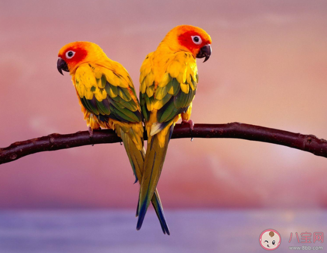 螞蟻莊園以下哪個是古人對螃蟹的別稱 8月1日答案介紹 螞蟻莊園以下哪個是古人對螃蟹的別稱 8月1日答案介紹