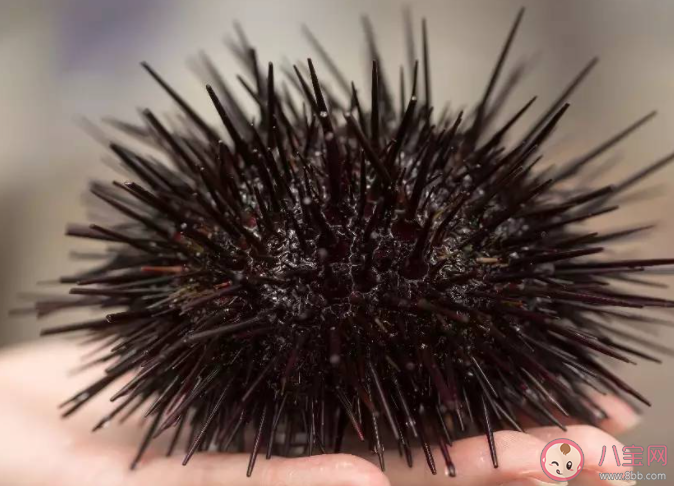 以下哪種動物擁有一口鋒利的牙齒 神奇海洋7月31日問題答案 以下哪種動物擁有一口鋒利的牙齒 神奇海洋7月31日問題答案