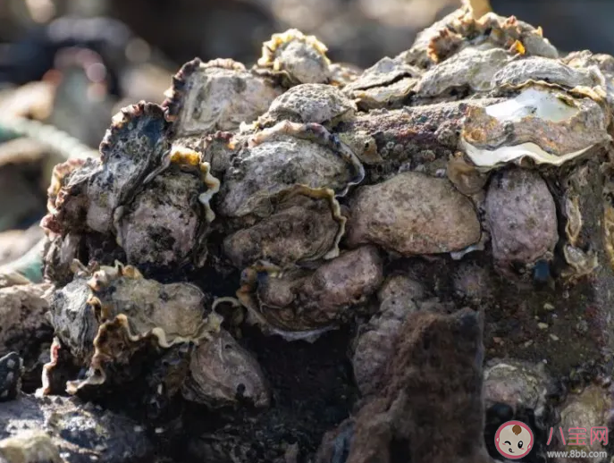 臺風吹來的生蠔能吃嗎有沒有健康隱患 吃生蠔前要做好哪些事情