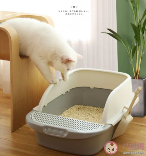 貓砂盆多久清理一次 如何挑選貓砂