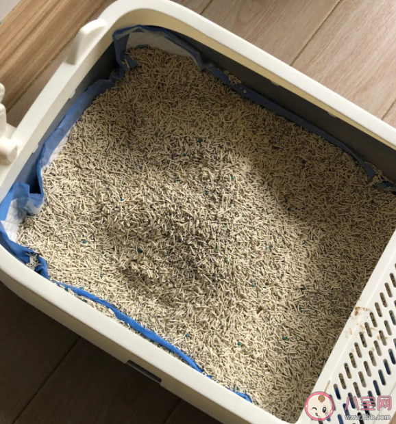 貓砂盆多久清理一次 如何挑選貓砂