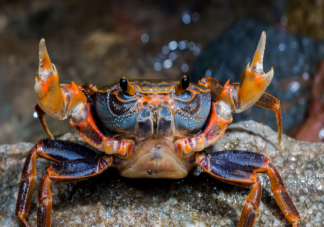 螞蟻莊園以下哪個是古人對螃蟹的別稱 8月1日答案介紹