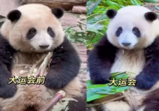 花花洗澡全國人民都知道了 熊貓能經常洗澡嗎