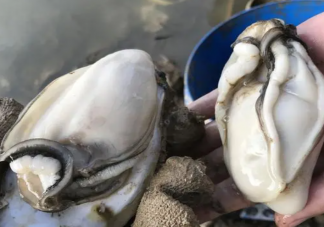 吃生蠔前做好3件事 生蠔有哪些吃法