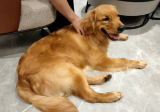 金毛體味很大嗎 養金毛要注意些什么