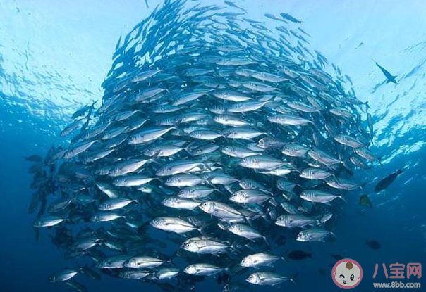 海洋動物的晝夜垂直遷移是指什么 神奇海洋8月3日答案