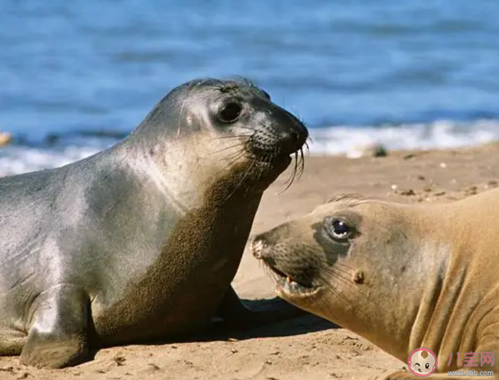 海洋動物如何在鹽水環境中保持水分平衡 2023神奇海洋8月4日答案