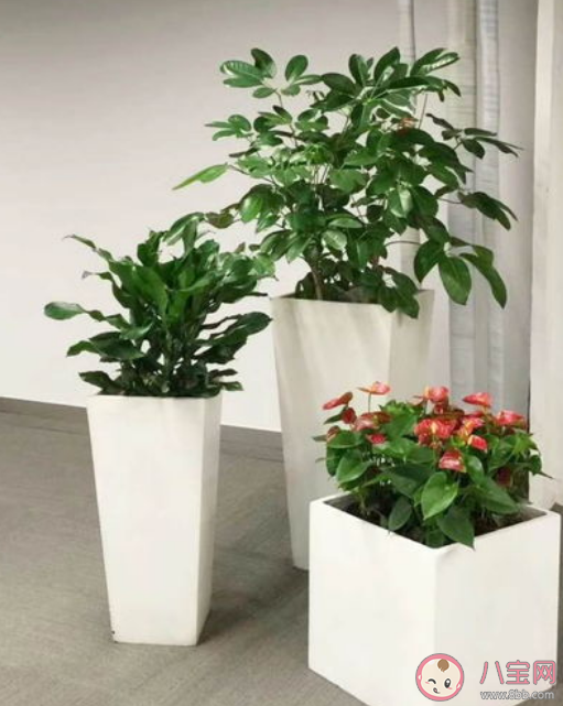 養綠植有助于消除噪音嗎 室內種植綠植的好處是什么 養綠植有助于消除噪音嗎 室內種植綠植的好處是什么