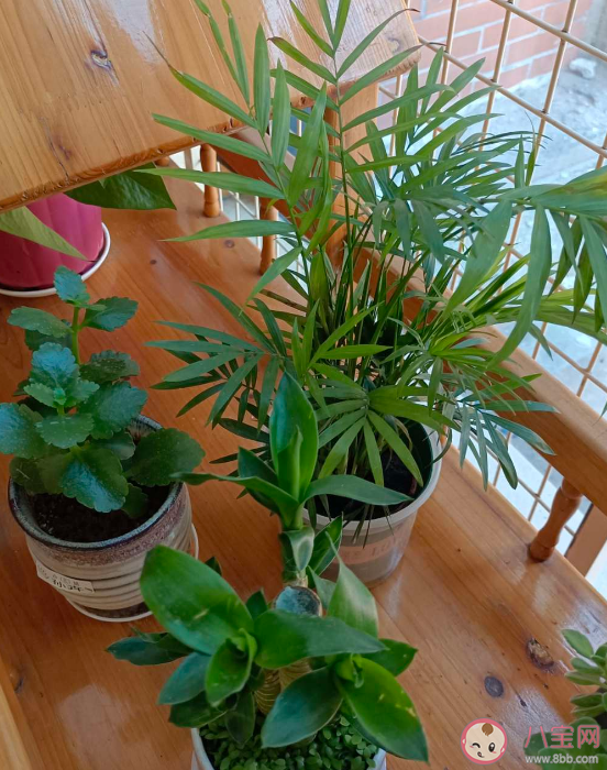 養綠植有助于消除噪音嗎 室內種植綠植的好處是什么 養綠植有助于消除噪音嗎 室內種植綠植的好處是什么