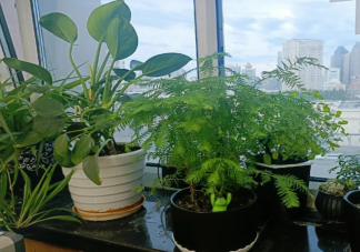家里養些綠植有助消除噪音嗎 怎樣消除生活中的噪音