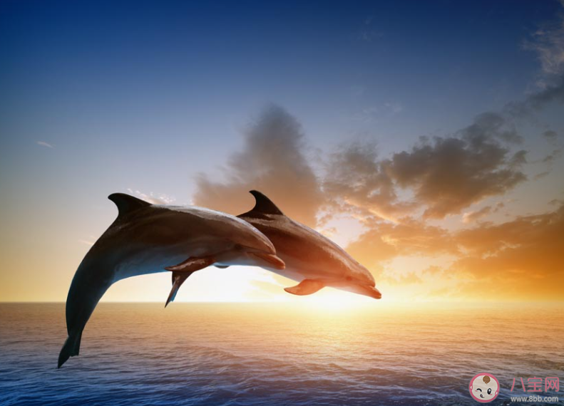 哪種海洋動(dòng)物可以通過(guò)發(fā)出點(diǎn)擊聲進(jìn)行通信和導(dǎo)航 神奇海洋8月5日答案 哪種海洋動(dòng)物可以通過(guò)發(fā)出點(diǎn)擊聲進(jìn)行通信和導(dǎo)航 神奇海洋8月5日答案