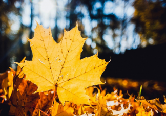 滿階梧桐月明中和寒櫻枝白是狂花哪句詩描寫的立秋時節的景象 螞蟻莊園8月8日答案