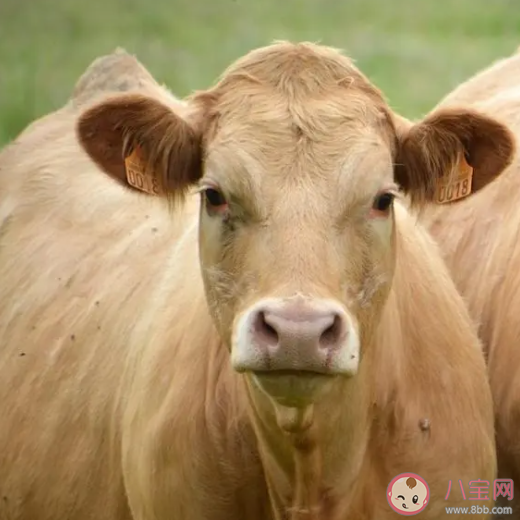 在牛的眼中能看到什么顏色 2023螞蟻莊園8月9日答案介紹