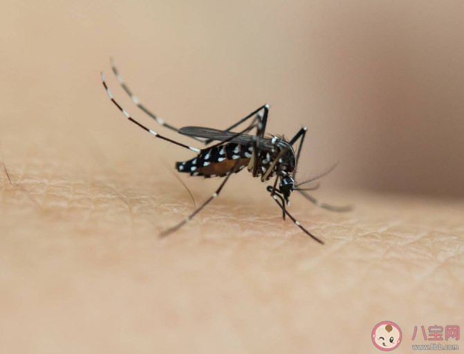 為什么秋后蚊子這么猛 蚊子一天是如何營業的