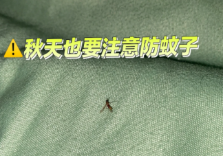 為什么秋后蚊子這么猛 蚊子一天是如何營業的