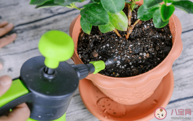 螞蟻莊園一般來說夏天給植物澆水最好是 8月10日答案介紹