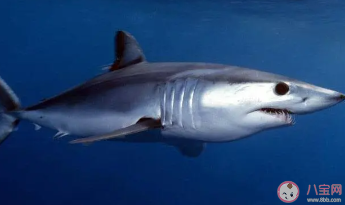 海洋動物的流線型身體形狀主要有什么生物學意義 神奇海洋8月9日答案介紹