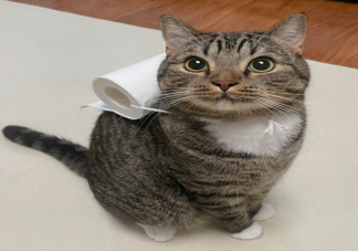 為什么貓容易成為廁所搭子 貓咪有哪些特性