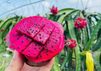 減肥期間能吃火龍果嗎 火龍果吃了有什么好處