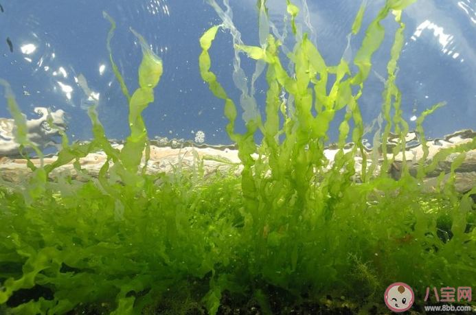 海洋中哪類生物可以吸收和固定二氧化碳 神奇海洋8月16日答案