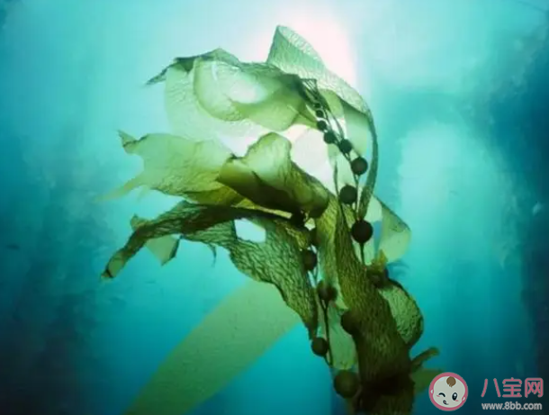 海洋中哪類生物可以吸收和固定二氧化碳 神奇海洋8月16日答案