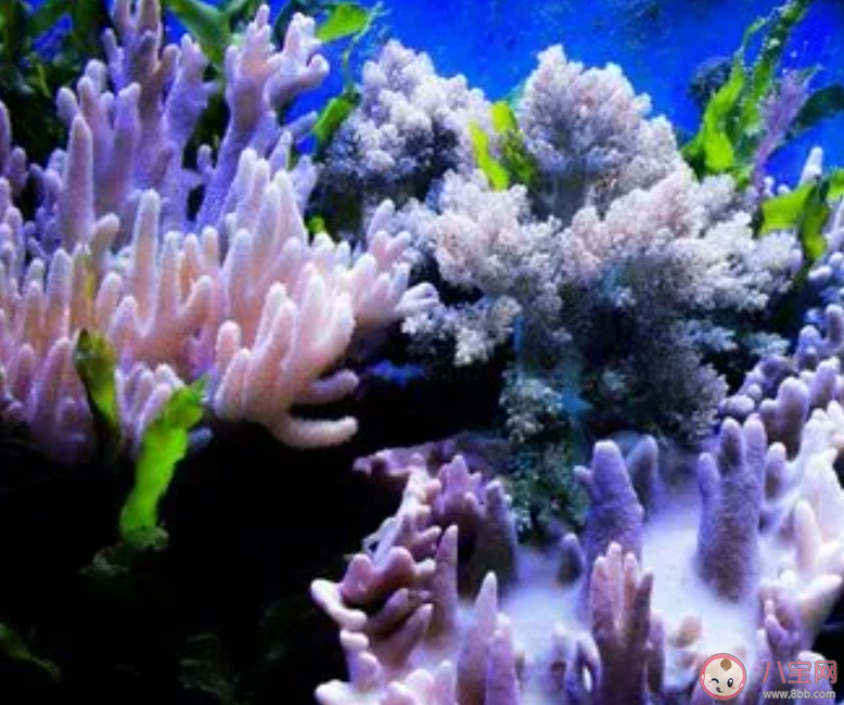 珊瑚實現(xiàn)無性生殖的方式是什么 神奇海洋8月18日答案