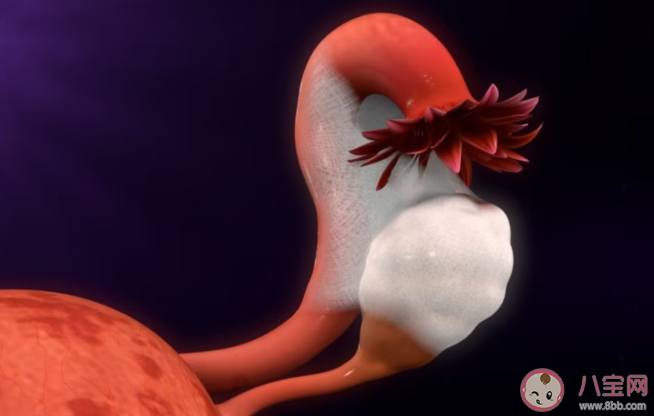 哪些行為會導致黃體破裂 黃體對女性有什么作用