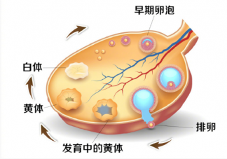 哪些行為會導(dǎo)致黃體破裂 黃體對女性有什么作用