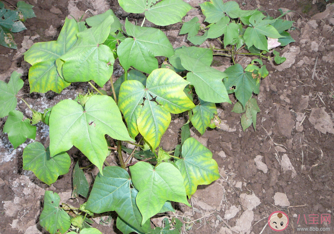 螞蟻莊園植物也會長腫瘤嗎 8月20日答案介紹
