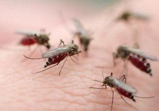 為什么秋天蚊子咬人更狠 蚊子愛找哪些人下口