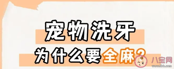 寵物潔牙為什么必須麻醉 寵物日常潔牙要注意什么