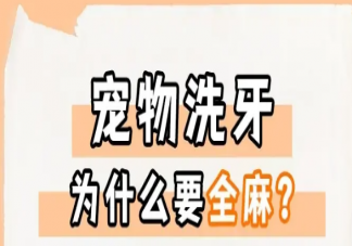 寵物潔牙為什么必須麻醉 寵物日常潔牙要注意什么