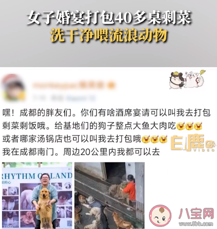女子打包40多桌婚宴剩菜喂流浪貓狗 要不要收留流浪貓狗