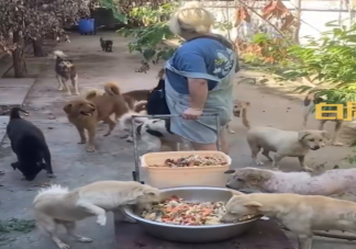 女子打包40多桌婚宴剩菜喂流浪貓狗 要不要收留流浪貓狗