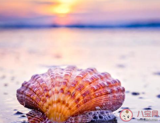 貝殼類生物主要通過什么方式進(jìn)行呼吸 神奇海洋8月29日答案最新