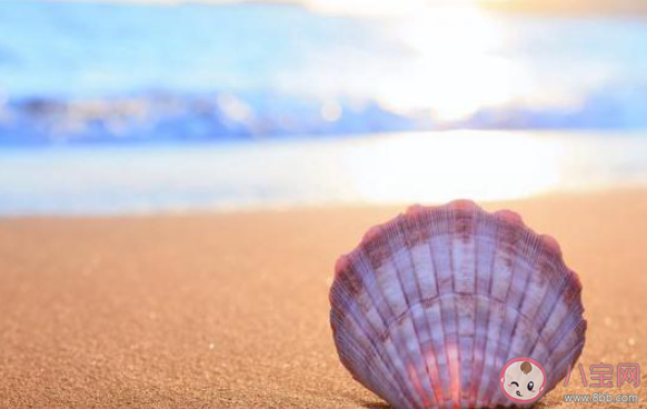 貝殼類生物主要通過什么方式進(jìn)行呼吸 神奇海洋8月29日答案最新