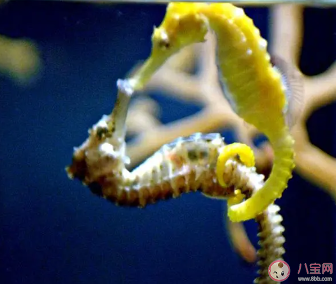 海馬的骨骼結構與大多數魚類有何不同 神奇海洋8月30日答案最新