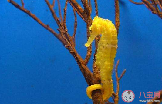 海馬的骨骼結構與大多數魚類有何不同 神奇海洋8月30日答案最新