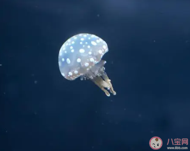 水母是如何讓傘狀體膨脹的 神奇海洋8月31日答案